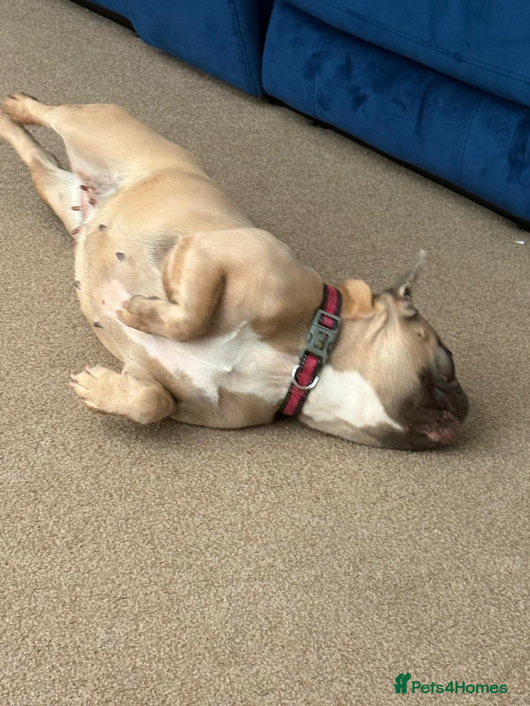 French Bulldog dogs for sale: Female french bulldog 3 years old  - Image 2