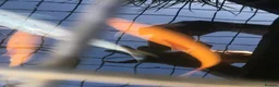 Golden Orfes fish for sale: Large Golden & Blue Orfe (30cm) + Goldfish - Advert 2