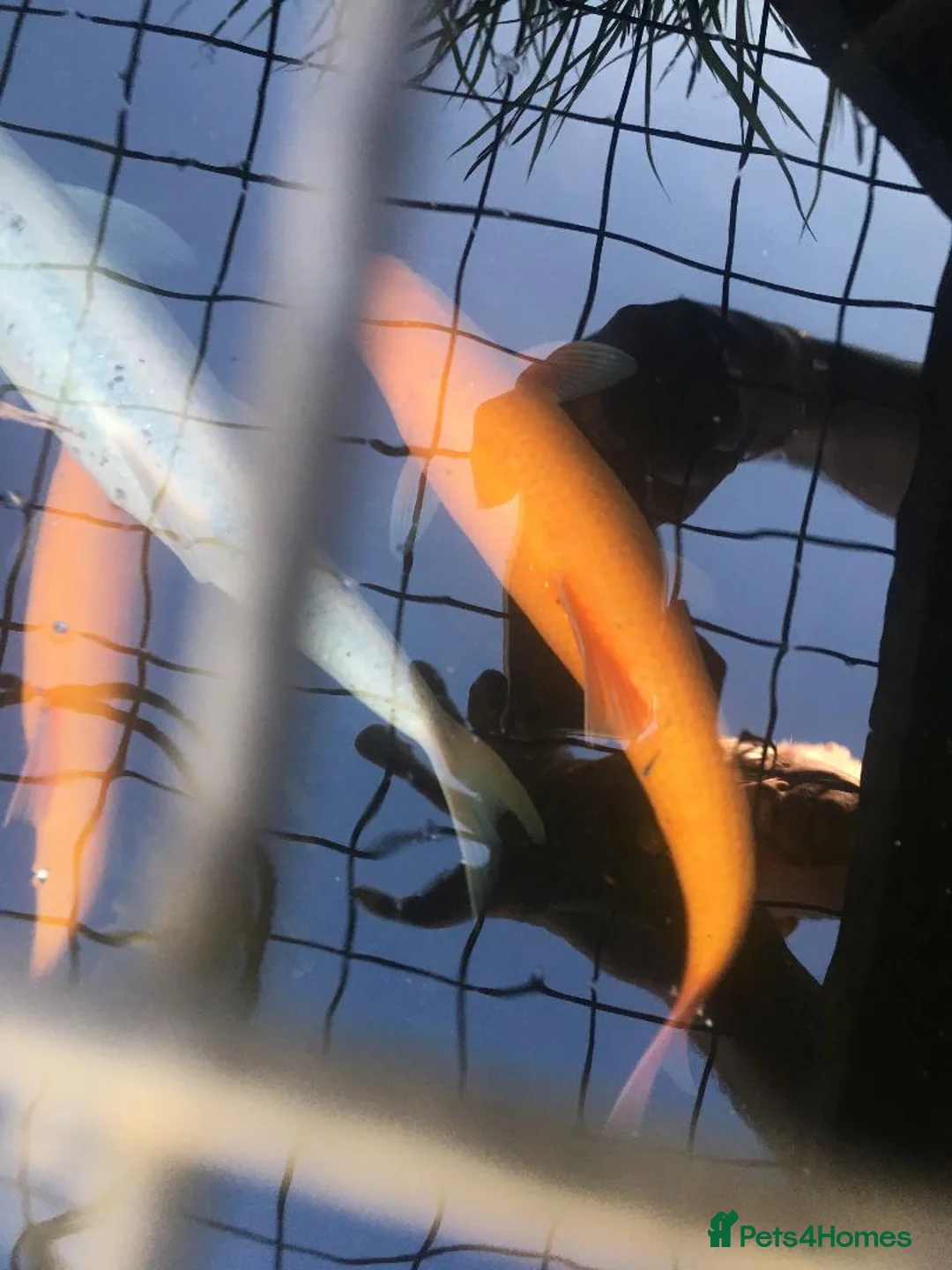 Golden Orfes fish for sale: Large Golden & Blue Orfe (30cm) + Goldfish - Advert 2