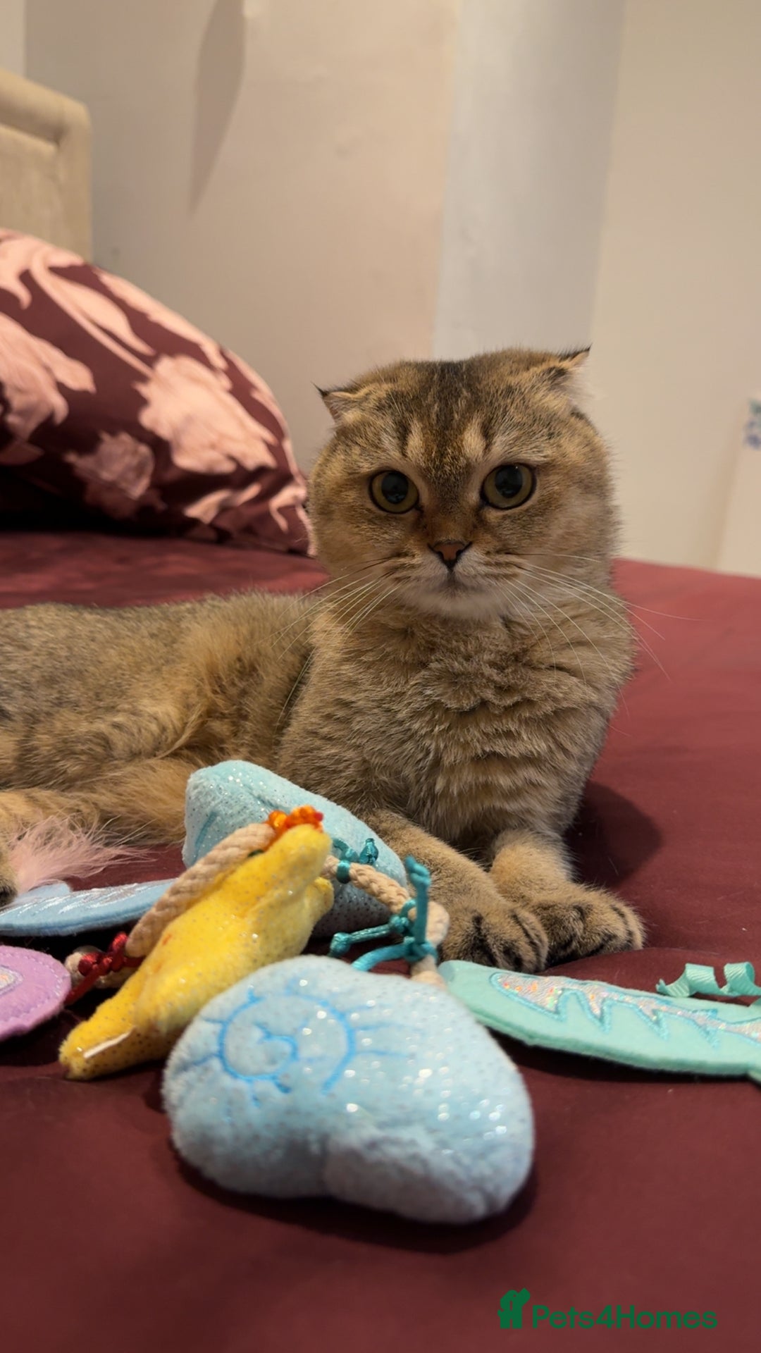 British Longhair cats for sale: Half British half Scottish fold male kitten  - Image 8