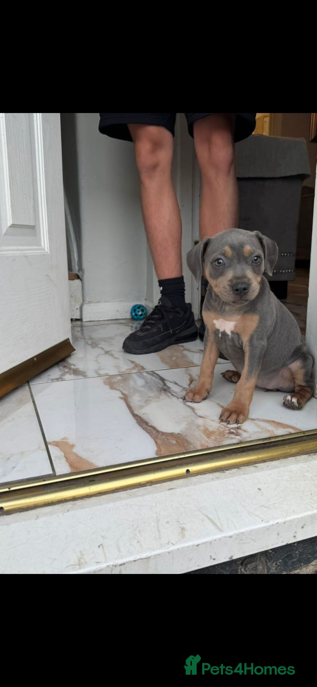 Staffordshire Bull Terrier dogs for sale: Staffordshire Bull terriers - Image 12