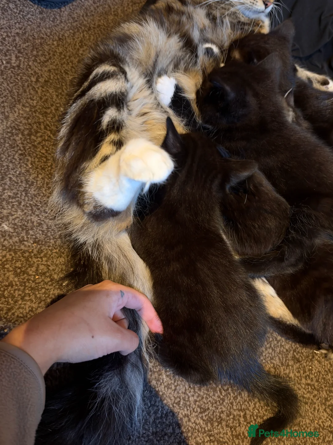 Mixed Breed cats for sale: mixed babies - Advert 2