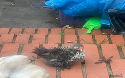 Chickens poultry for sale: Fizzy bantam chick  - Image 4