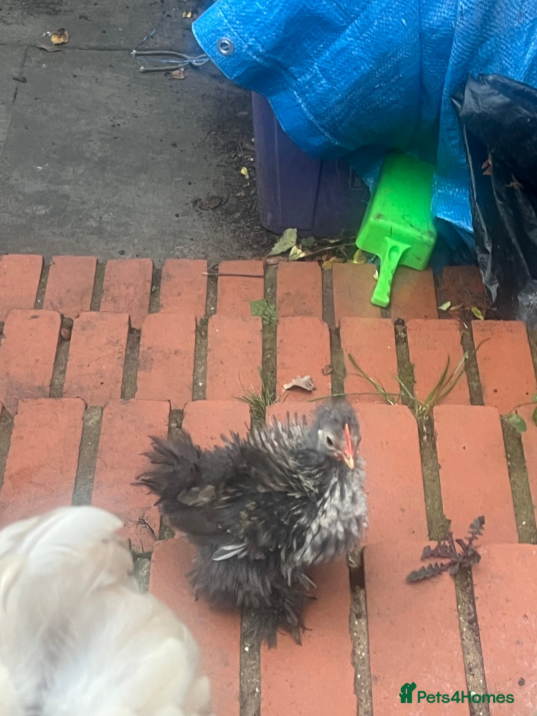 Chickens poultry for sale: Fizzy bantam chick  - Image 4