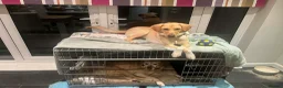 Mixed Breed dogs for adoption: Lily - Almost 2 years, Labrador Girl in Peacehaven - Advert 5