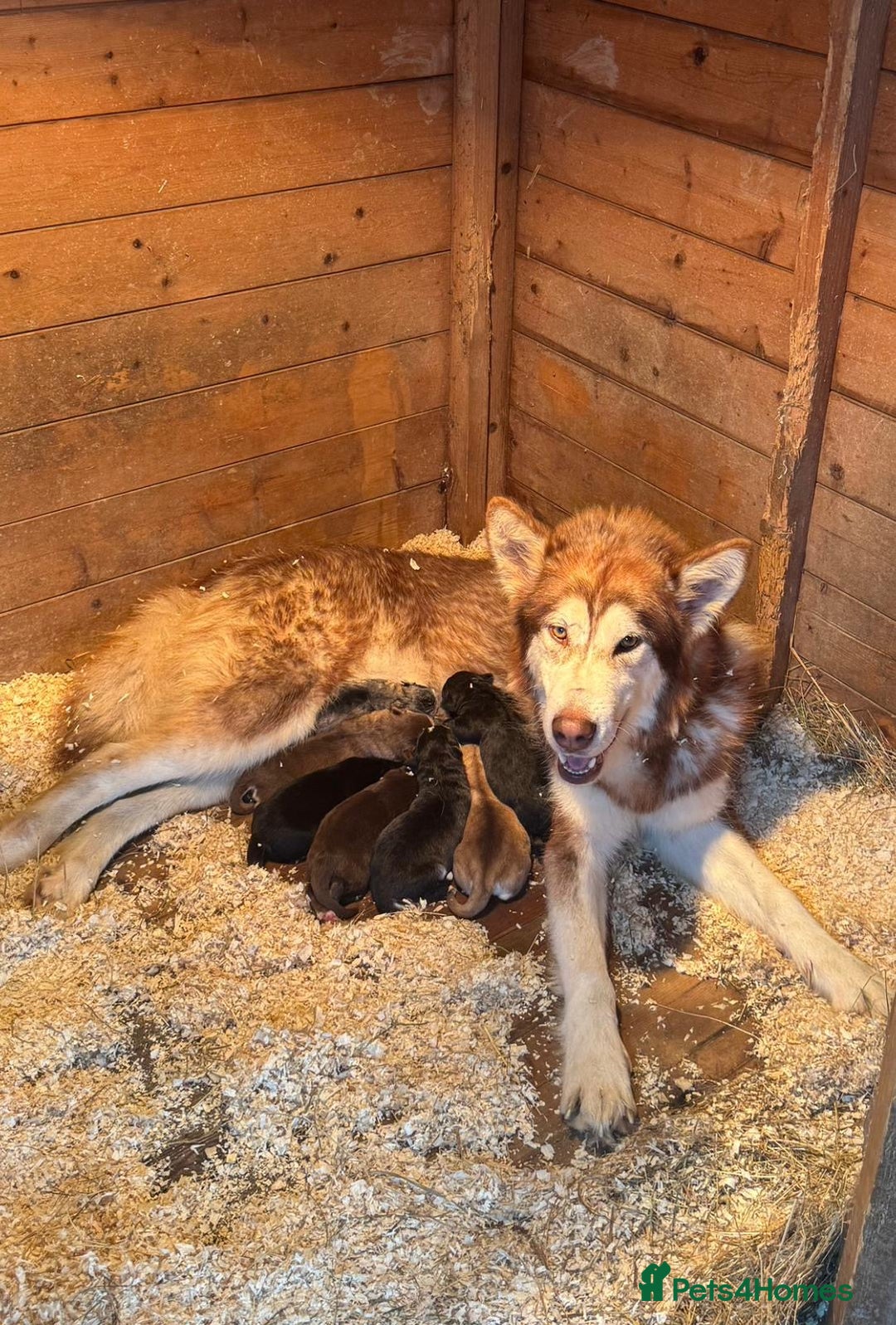 Mixed Breed dogs for sale: Dakota and Akila - Advert 17