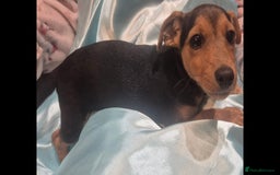 Jack Russell dogs for sale: Black and Tan Jack Russell Boy.  - Image 2