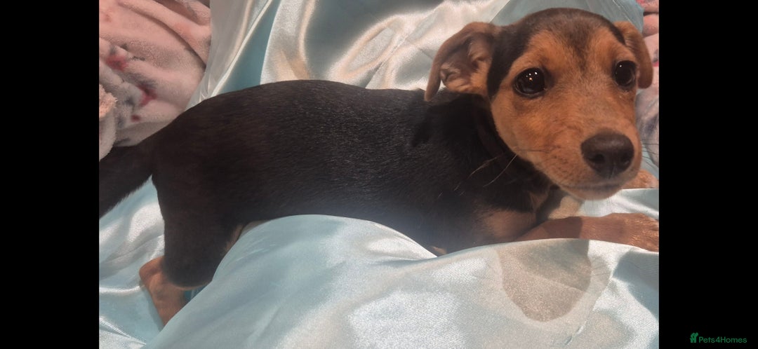 Jack Russell dogs for sale: Black and Tan Jack Russell Boy.  - Image 2
