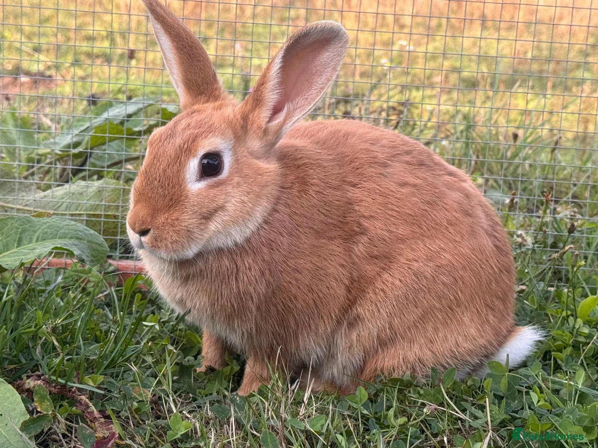Mixed Breed rabbits Two mini Red Cross does  - Advert 1