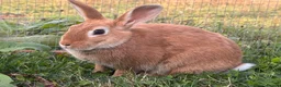 Mixed Breed rabbits for sale: Two mini Red Cross does  - Advert 1