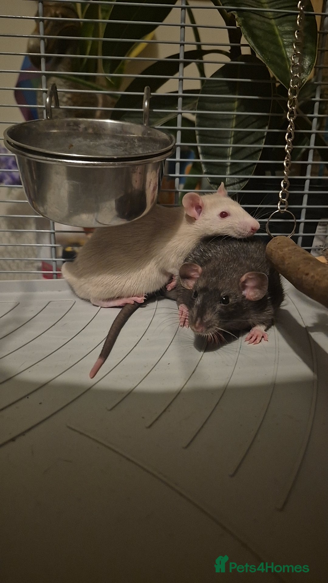 Rat rodents for sale: Two boy rats  - Image 1