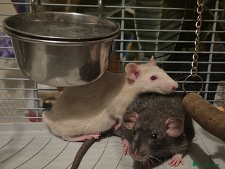 Rat rodents for sale - Advert 1