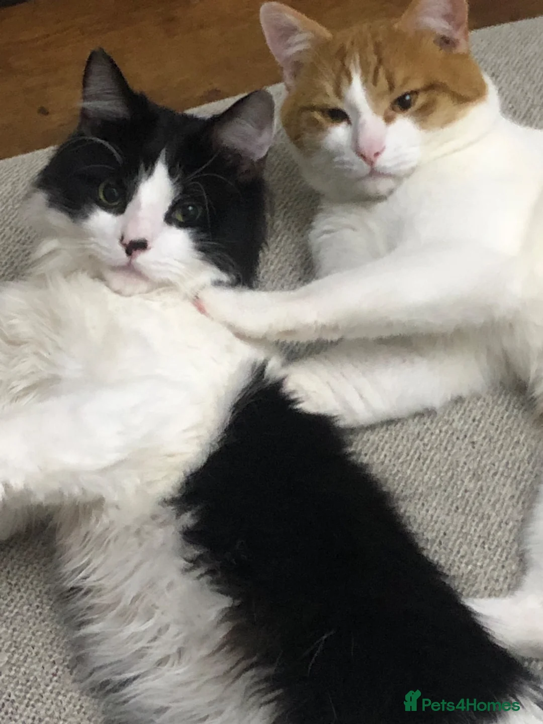 Mixed Breed cats for sale: Indoor brothers in Kilmarnock - Advert 2