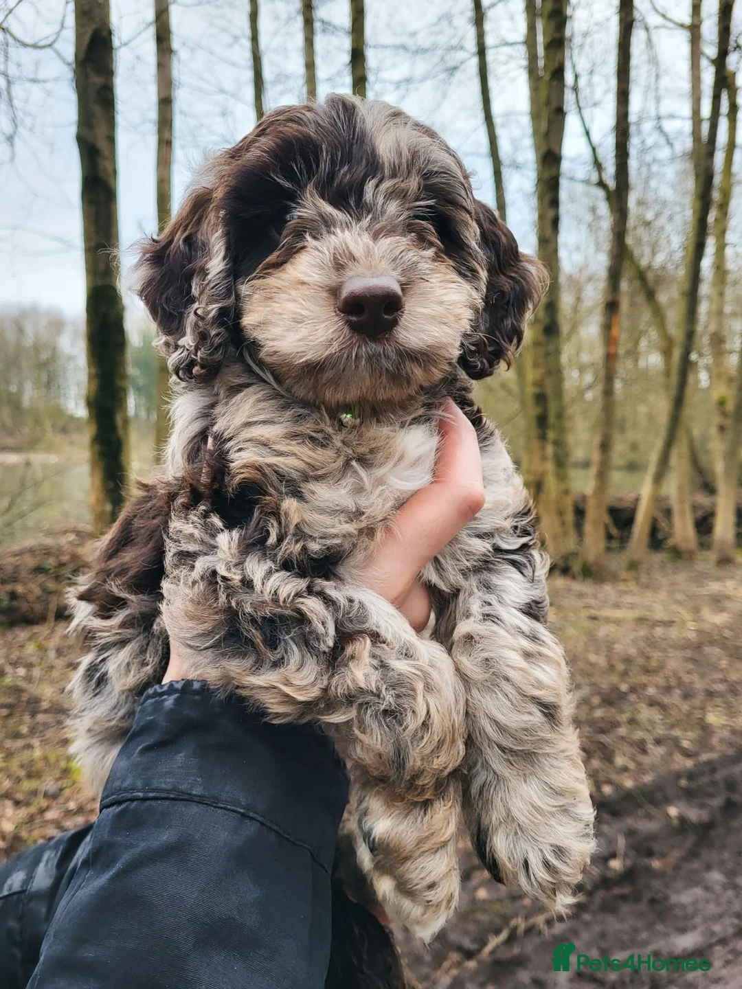 Cockapoo dogs for sale: Experienced Home Needed for Our Loving Cockapoo in Stoke-on-Trent - Advert 7