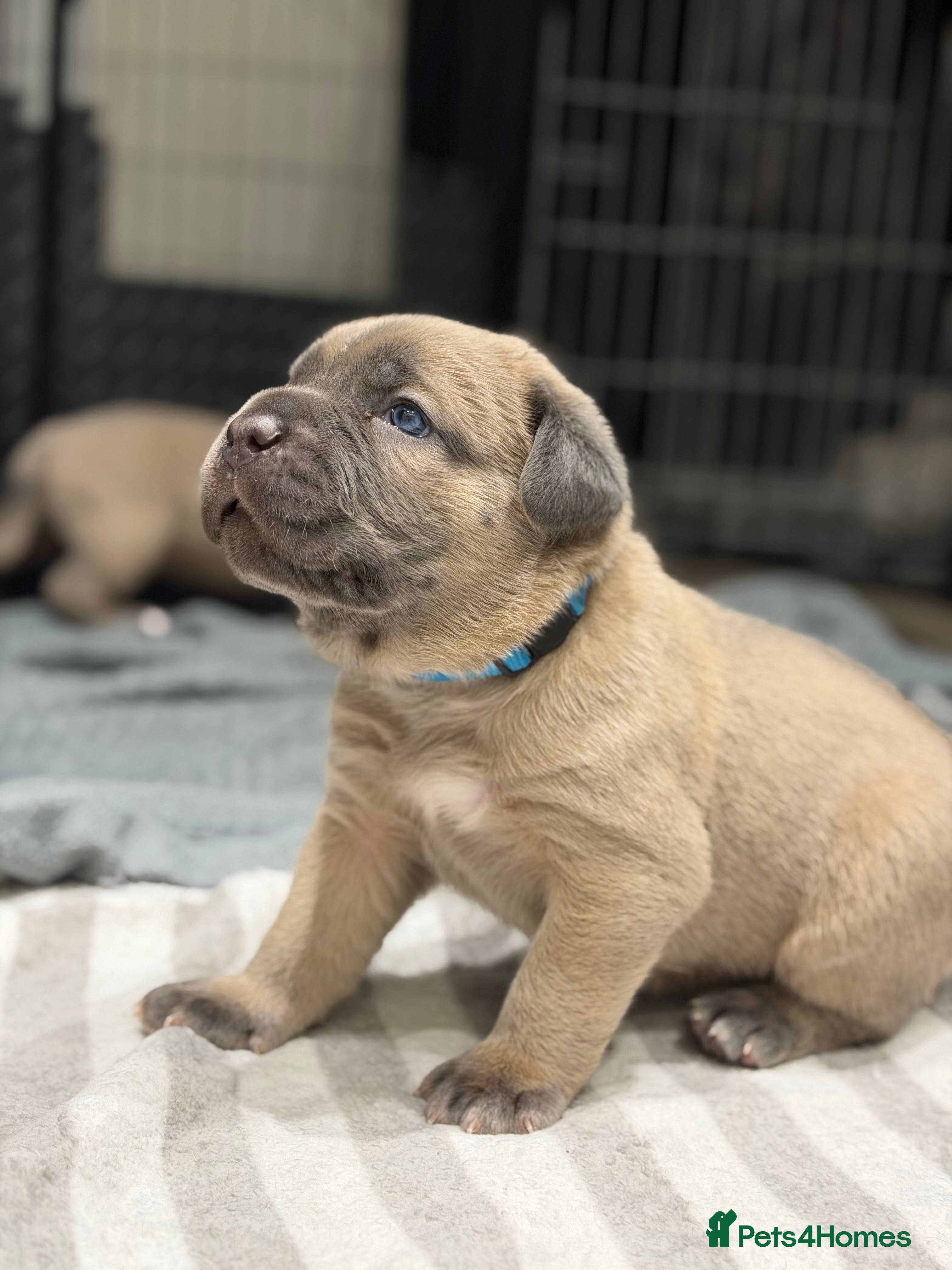 Cane Corso dogs ICCF Registered Formentino Cane Corsos  - Advert 14