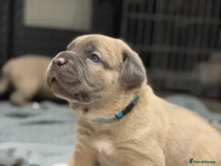 Cane Corso dogs ICCF Registered Formentino Cane Corsos - Advert 14