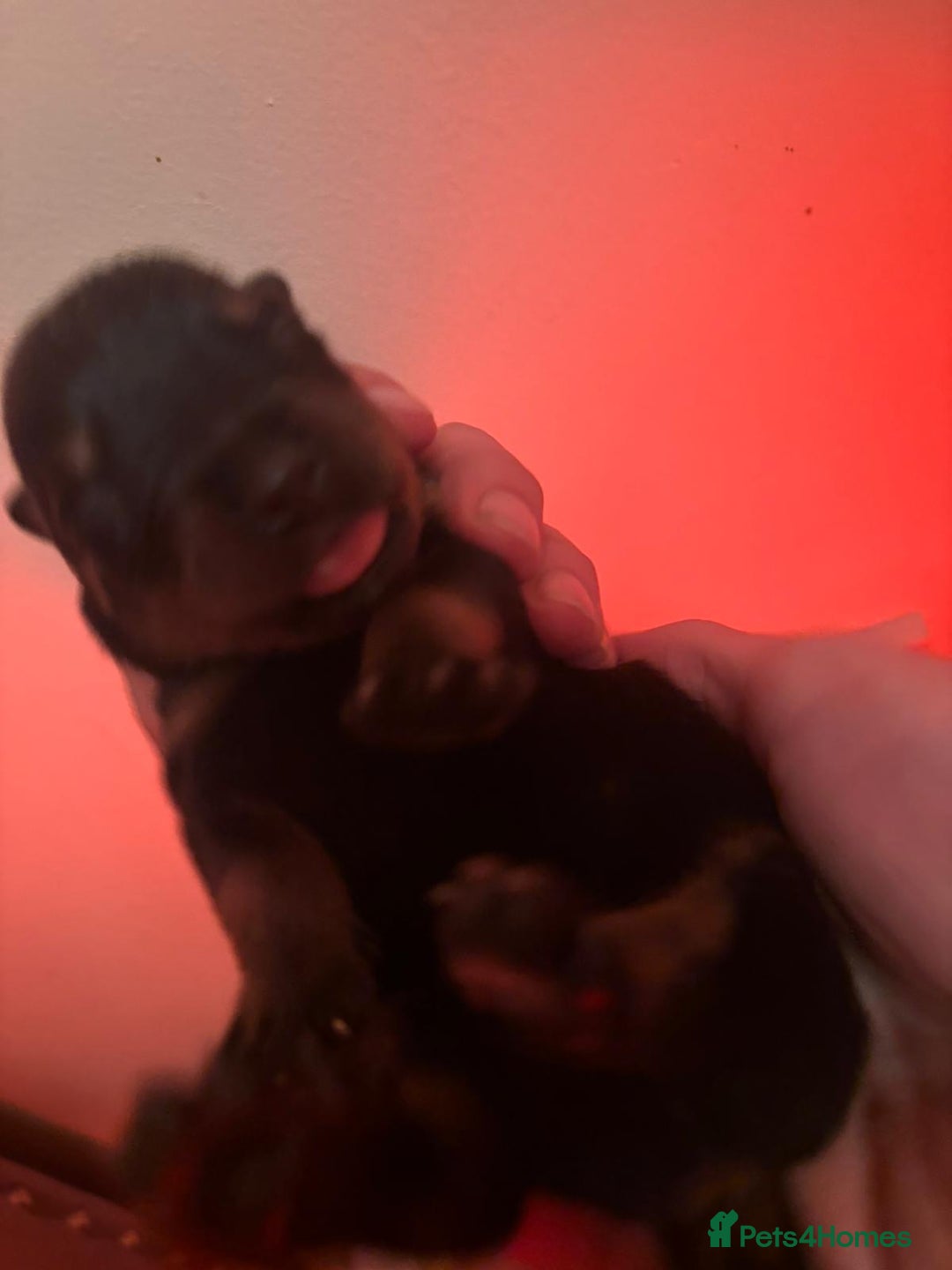 Rottweiler dogs for sale: Pedigree German chunky Rottweiler puppies  - Image 12