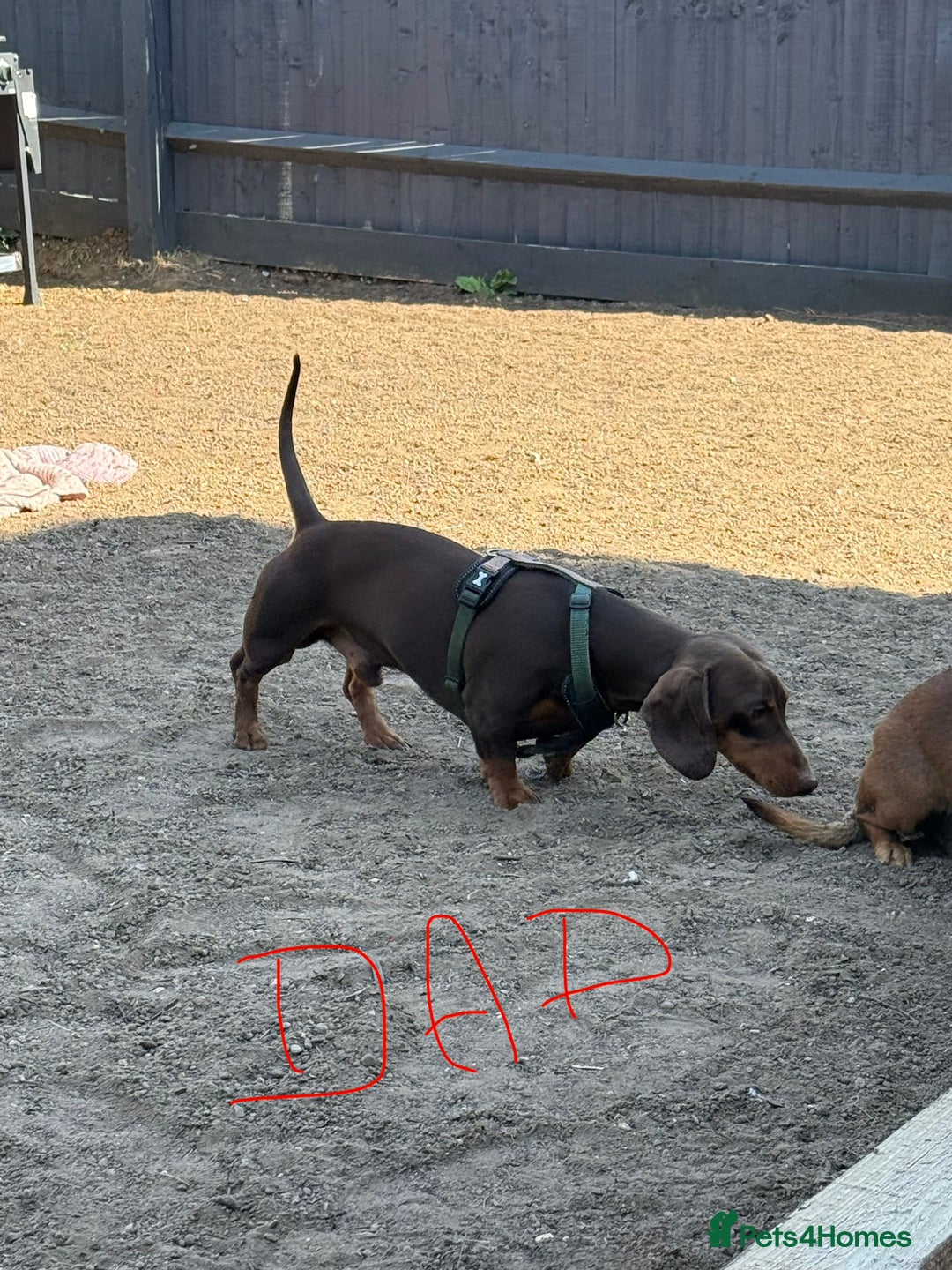 Dachshund dogs for sale: Longhaired black & tan & also a smooth - Advert 3