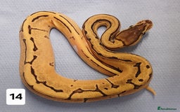 Python Snake reptiles for sale: Royal Python Morphs Females  - Image 1