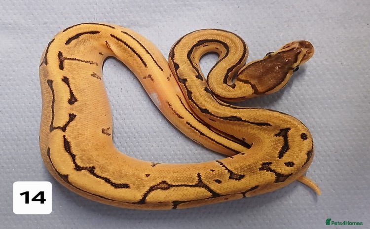 Python Snake reptiles - Advert 7