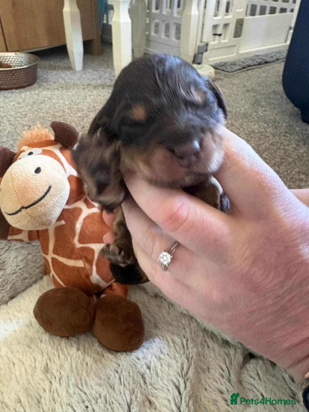 Cockapoo dogs for sale: F1 health tested cockapoos in Middlesbrough - Advert 2