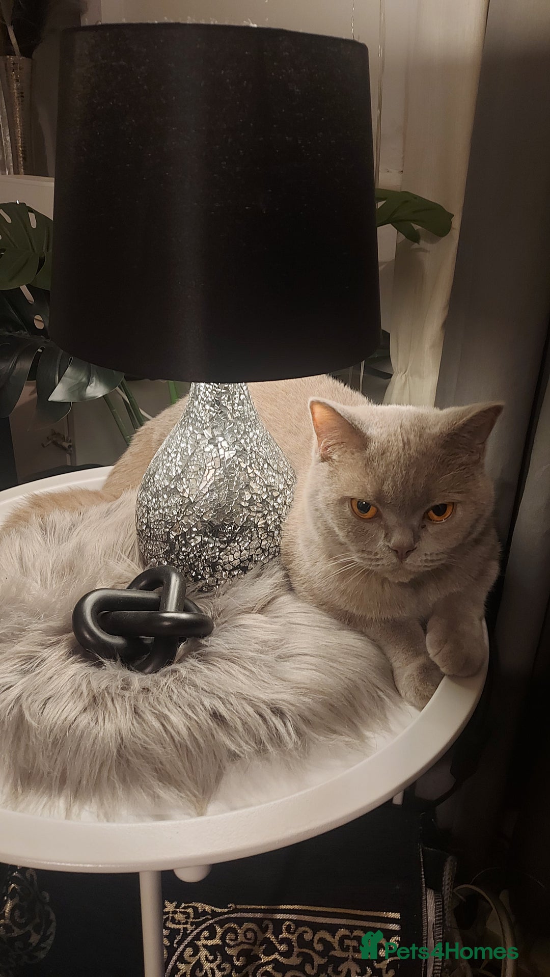 British Shorthair cats for sale: BSH ACTIVE REGISTERED LILAC FEMALE  - Advert 8