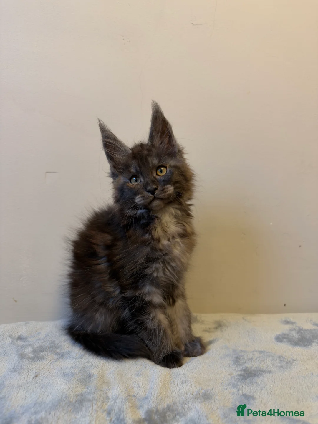 Maine Coon cats for sale: ⭐️ Outstanding TICA Maine Coons ⭐️ - Russian Lines in Halifax - Advert 2