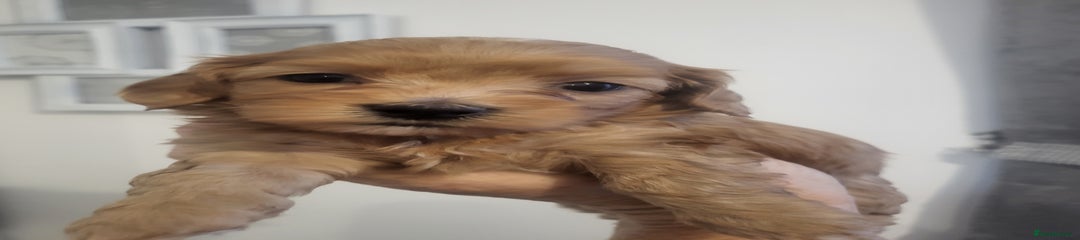 Cavapoochon Puppy 6