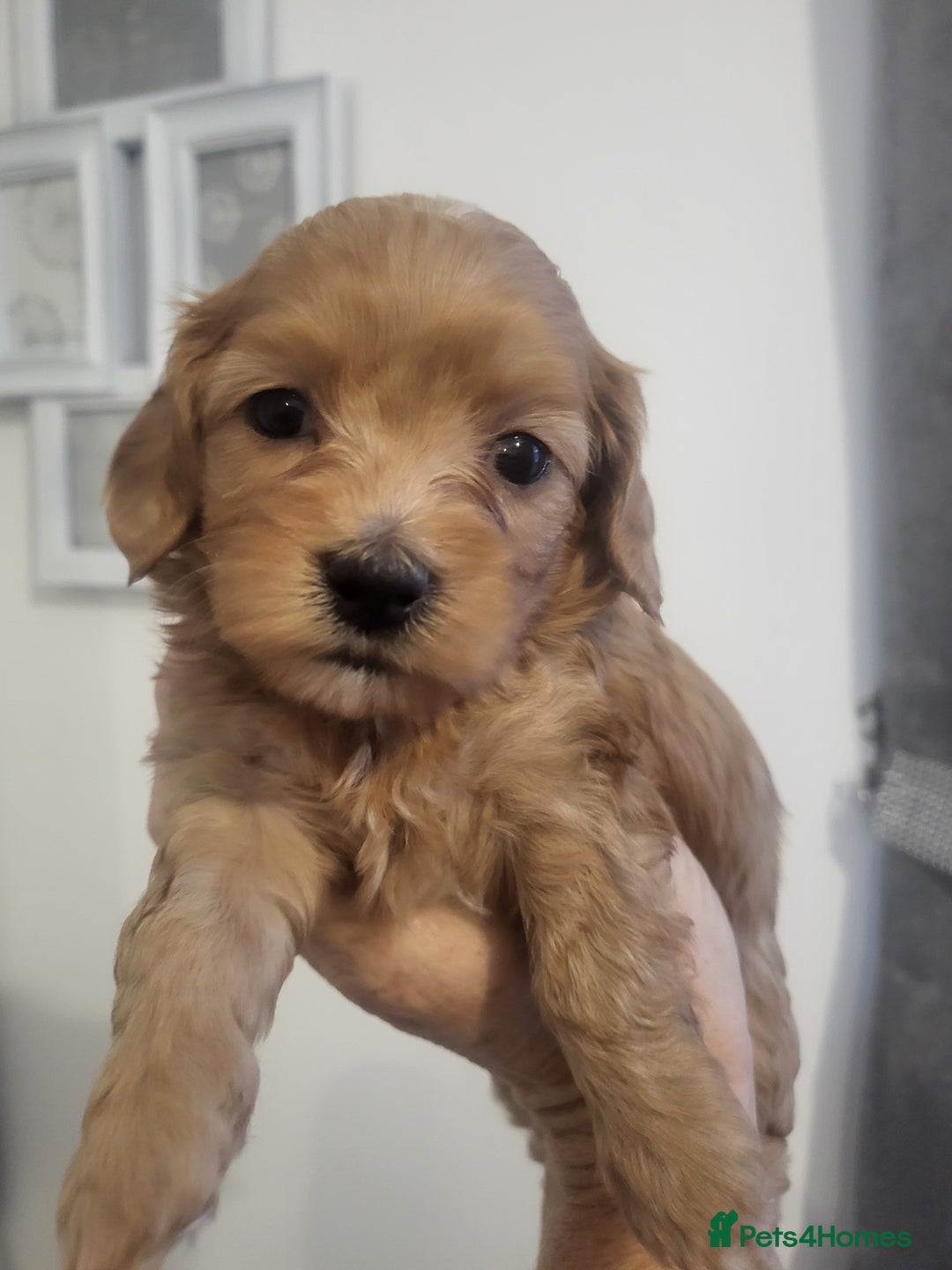 Cavachon dogs for sale: Cavapoochon - Image 1