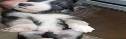 Border Collie dogs for sale: Border Collie Pups - Advert 2