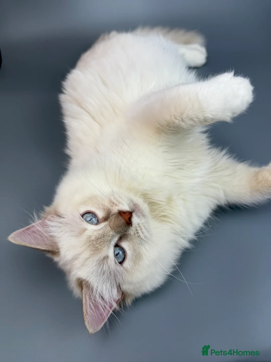 Ragdoll cats for sale: BONDED RAGDOLL BROTHERS - HEALTH TESTED PARENTS - Advert 11