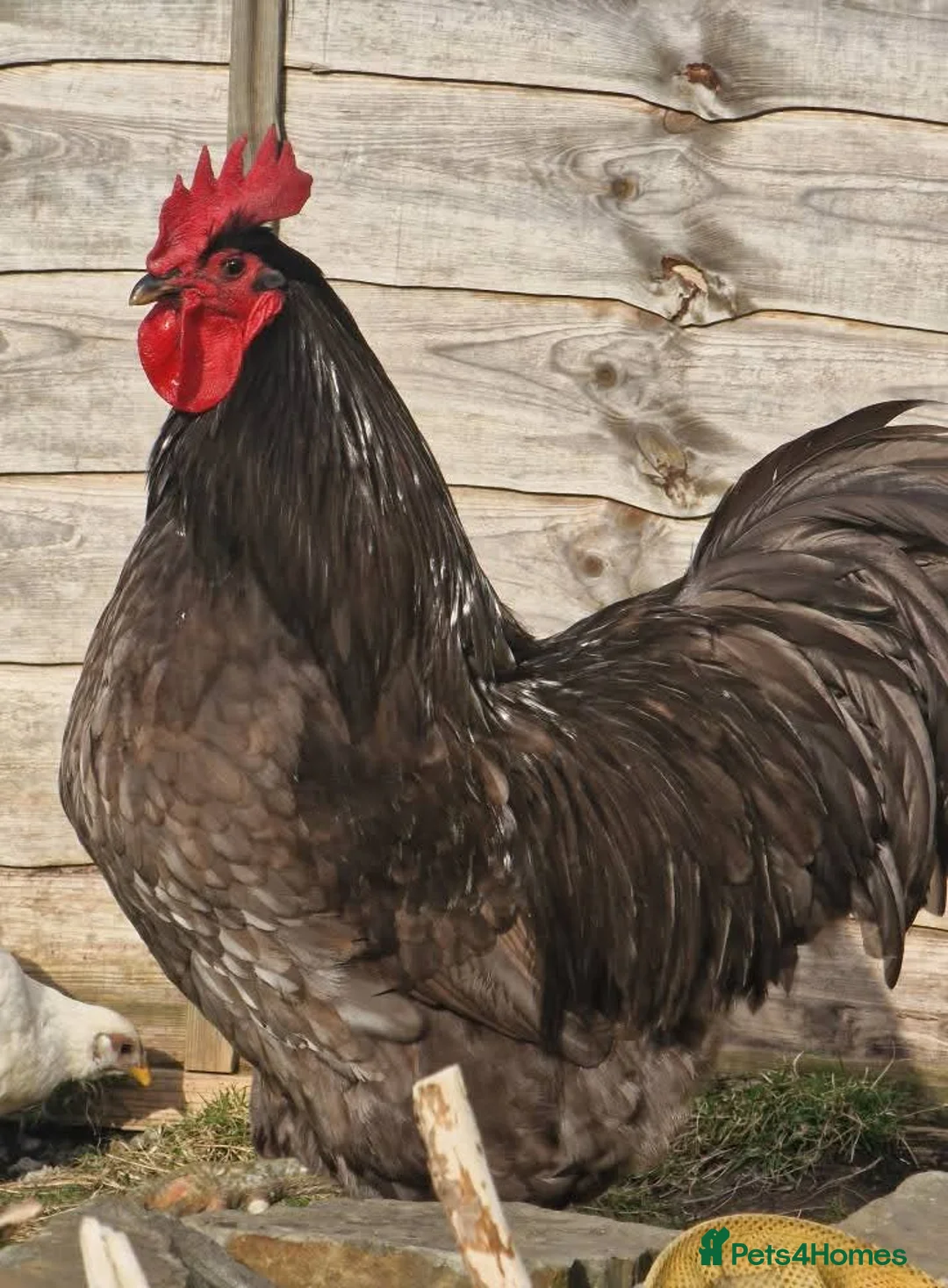 Chickens poultry for sale: Blue Jersey Giant hatching eggs - Advert 2