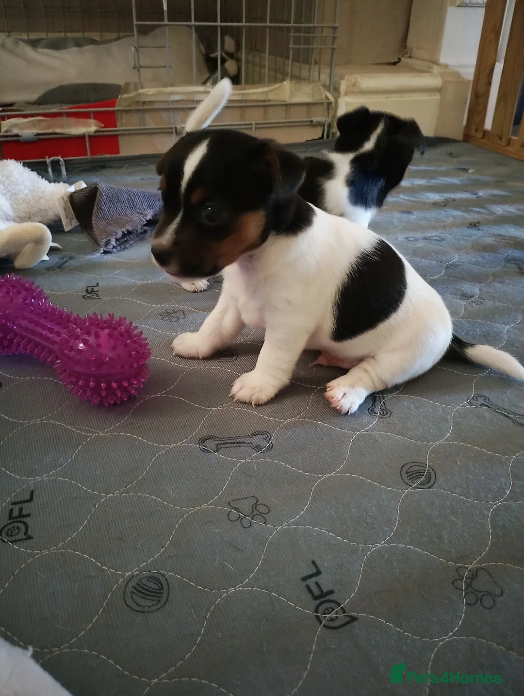 Jack Russell dogs for sale: Beautiful jack Russell puppies  in Bridgwater - Advert 2