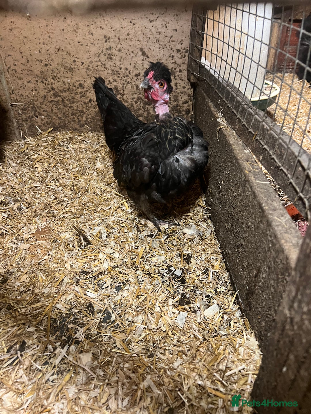 Chickens poultry for sale: Point of laying hen in Eltham read  advert thanks  - Image 2