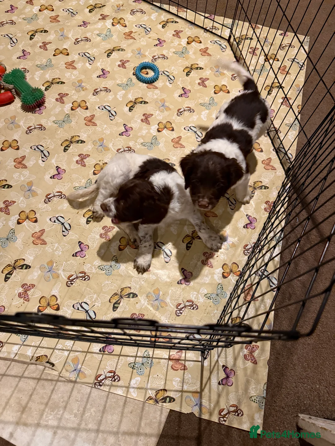 English Springer Spaniel dogs for sale: English springer spaniels  - Advert 2