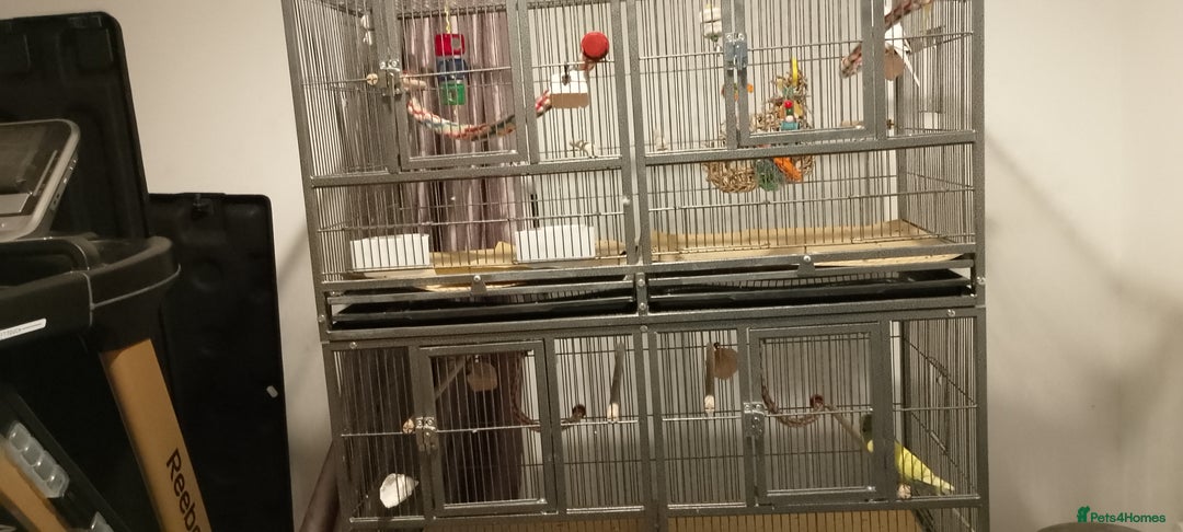 Budgerigars birds for sale: Last year budgies cages seed and sand sheets  - Advert 4