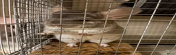 Chinchilla rodents for sale: Friendly 5-Year-Old Chinchilla with Cage – £160 🐭 - Advert 3