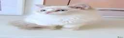 Ragdoll cats for sale: INDOOR GCCF REGISTERED RAGDOLL KITTENS - Advert 25