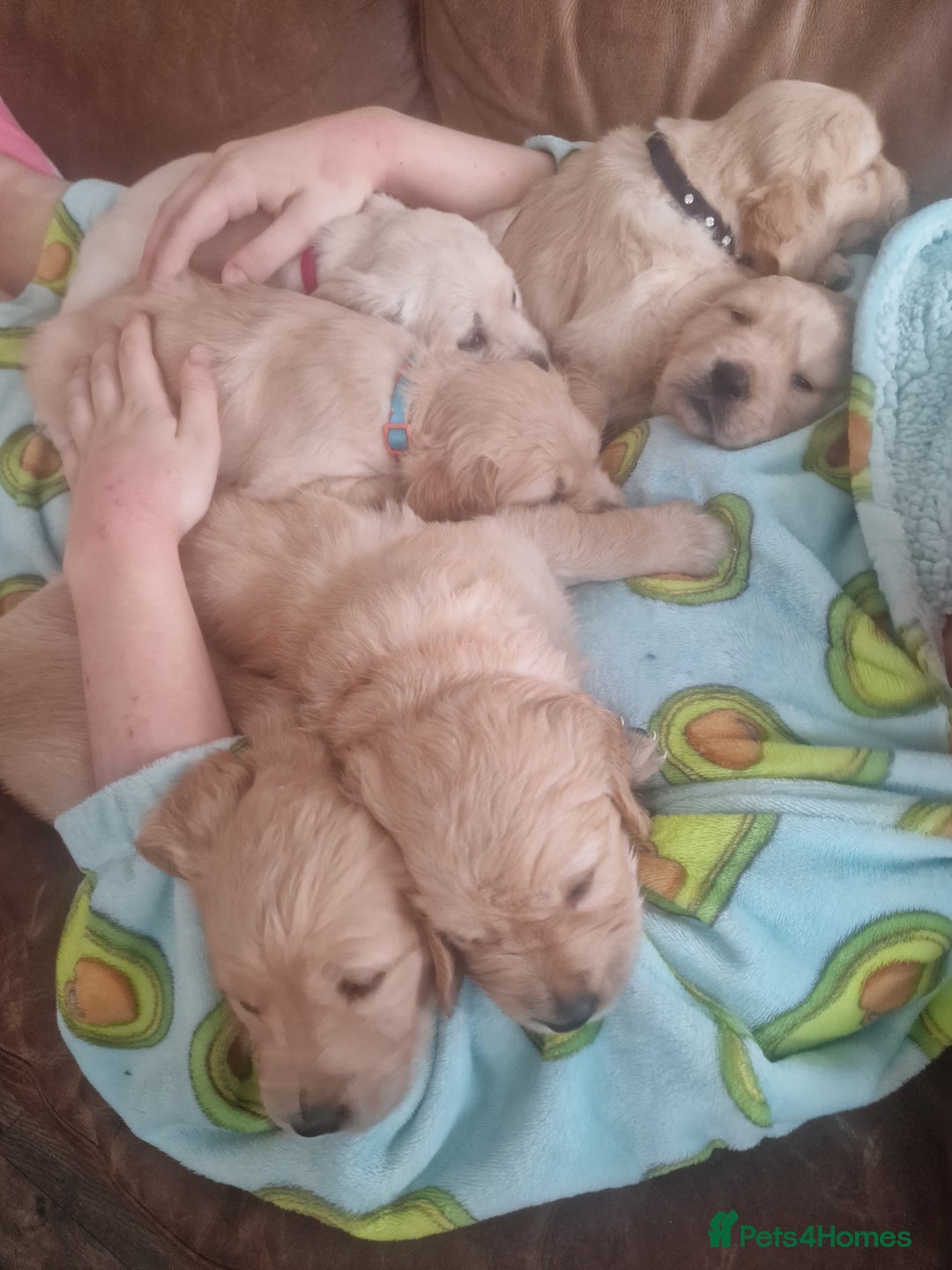 Golden Retriever dogs for sale: 🦮 two beautiful boys available  ❤️❤️ in Aberystwyth - Image 13