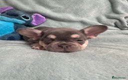 French Bulldog dogs for sale: 5 Male French Bulldog Puppies - Image 17