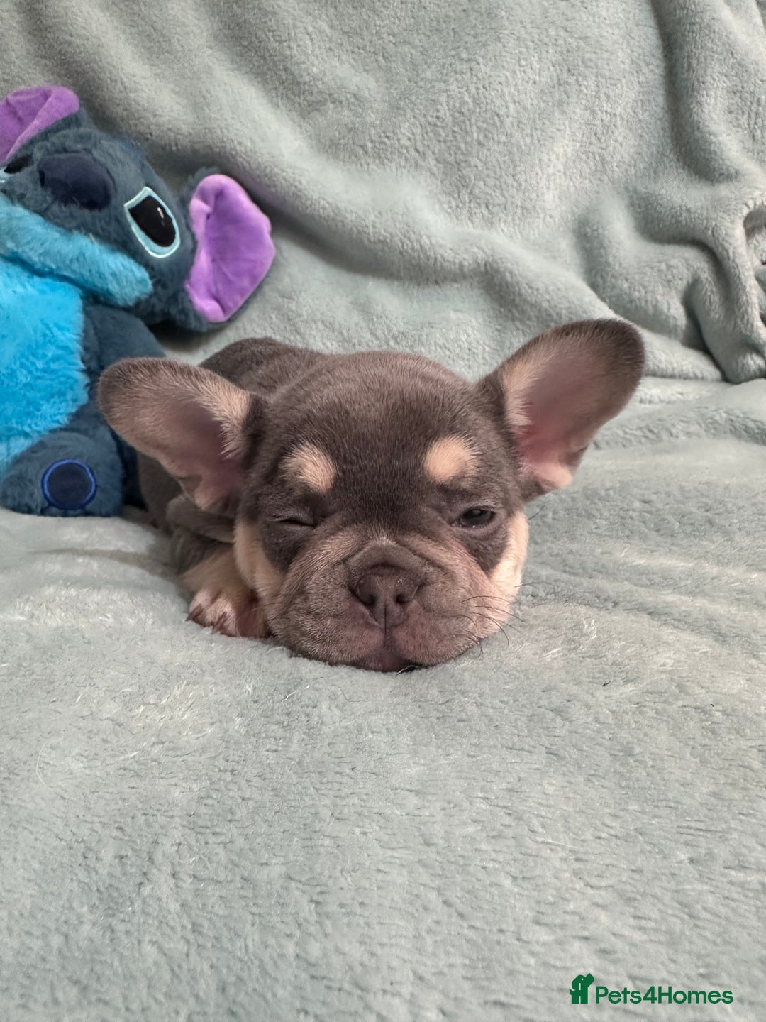 French Bulldog dogs for sale: 5 Male French Bulldog Puppies - Image 17