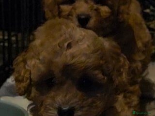Cockapoo dogs Gorgeous fox red small cockapoos - Advert 1