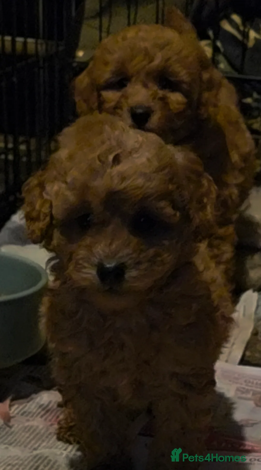 Cockapoo dogs for sale: Gorgeous fox red small cockapoos - Advert 1