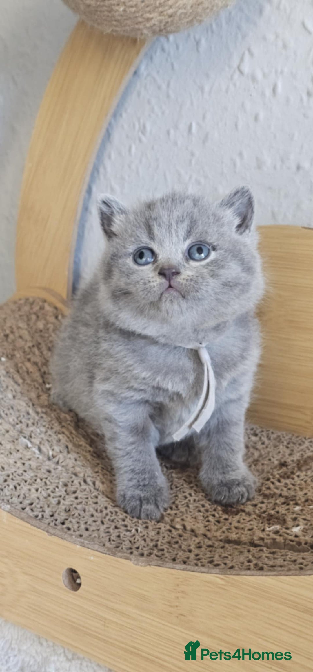 British Shorthair cats for sale: British Shorthair Kittens for Sale 🐾 - Advert 13