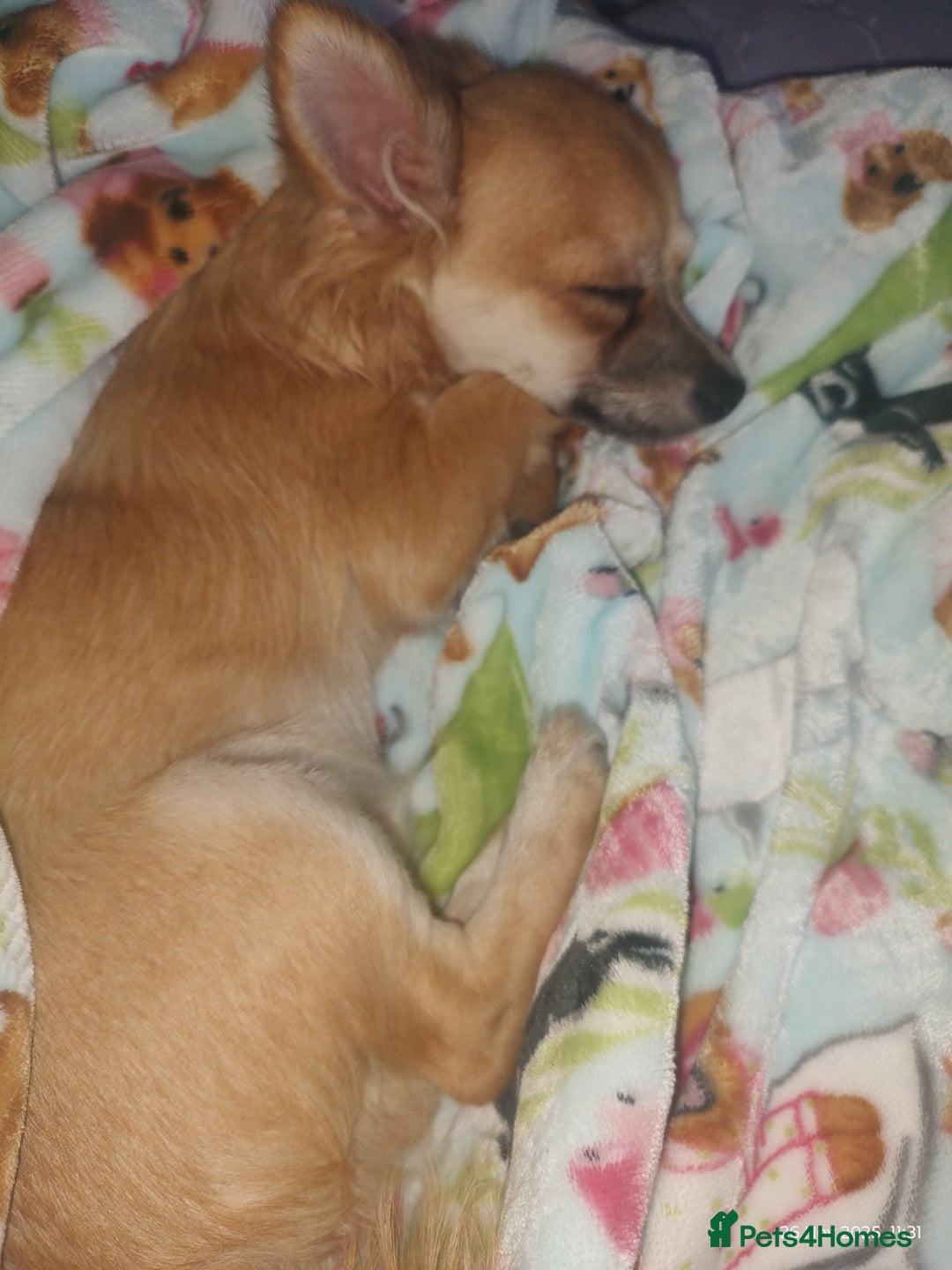 Chihuahua dogs for sale: Adorable Loving hand reared ready now Chihuahuas - Advert 3