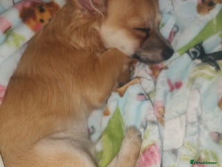 Chihuahua dogs Adorable Loving hand reared ready now Chihuahuas - Advert 4