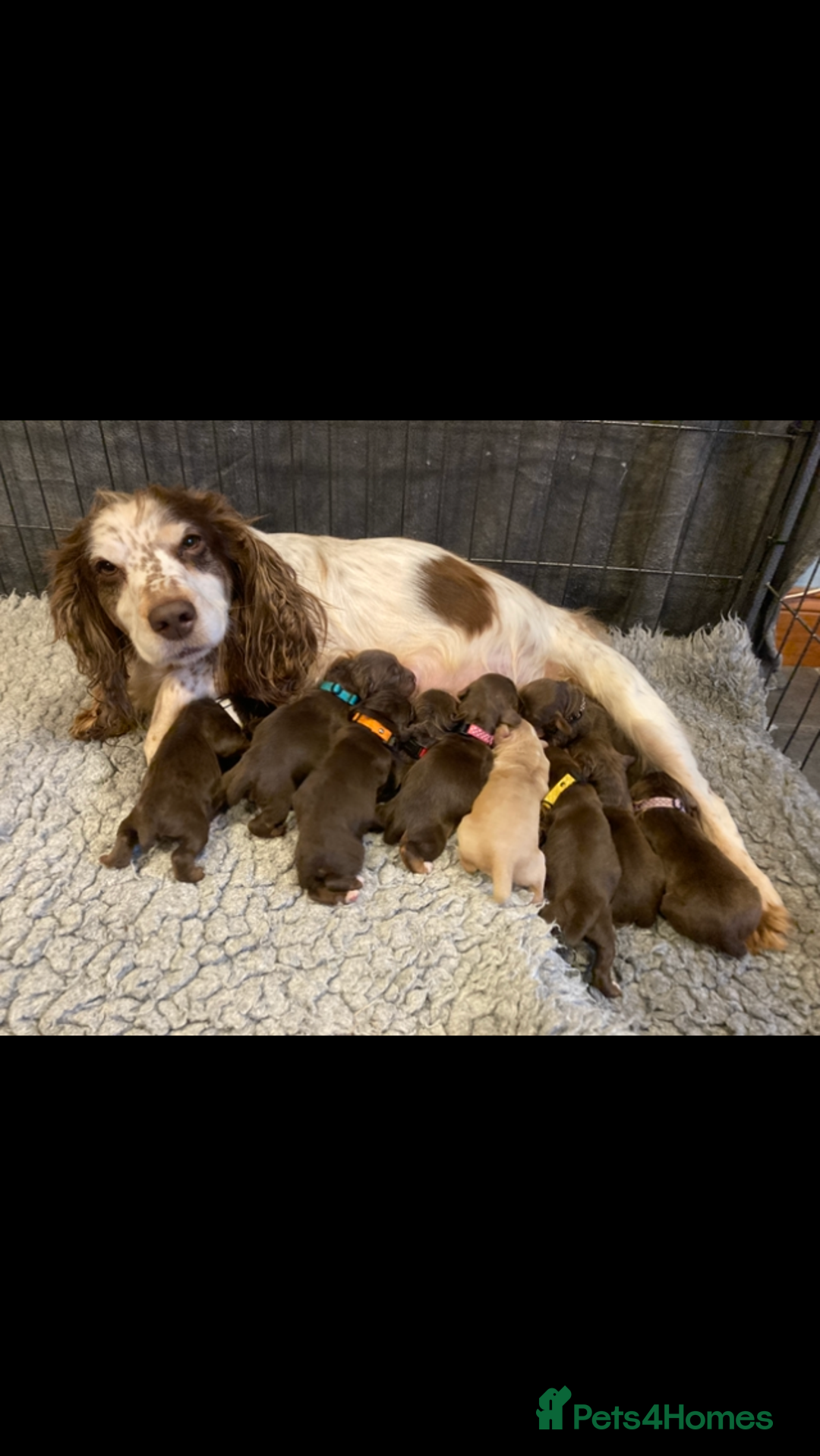 Cocker Spaniel dogs for sale:  Outstanding KC reg. DNA health tested cockers - Advert 2