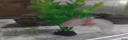 Axolotl reptiles for sale: Axolotl albino  - Advert 2