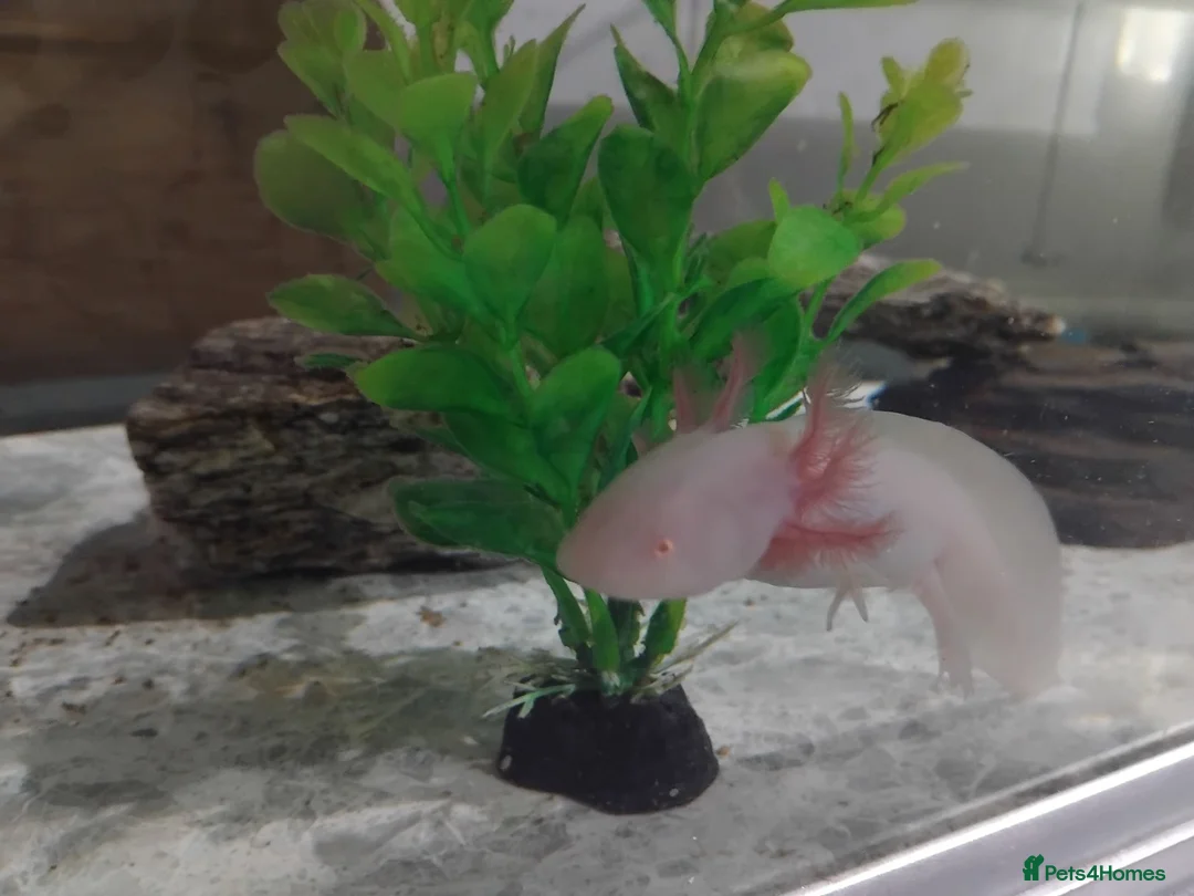 Axolotl reptiles for sale: Axolotl albino  - Advert 2