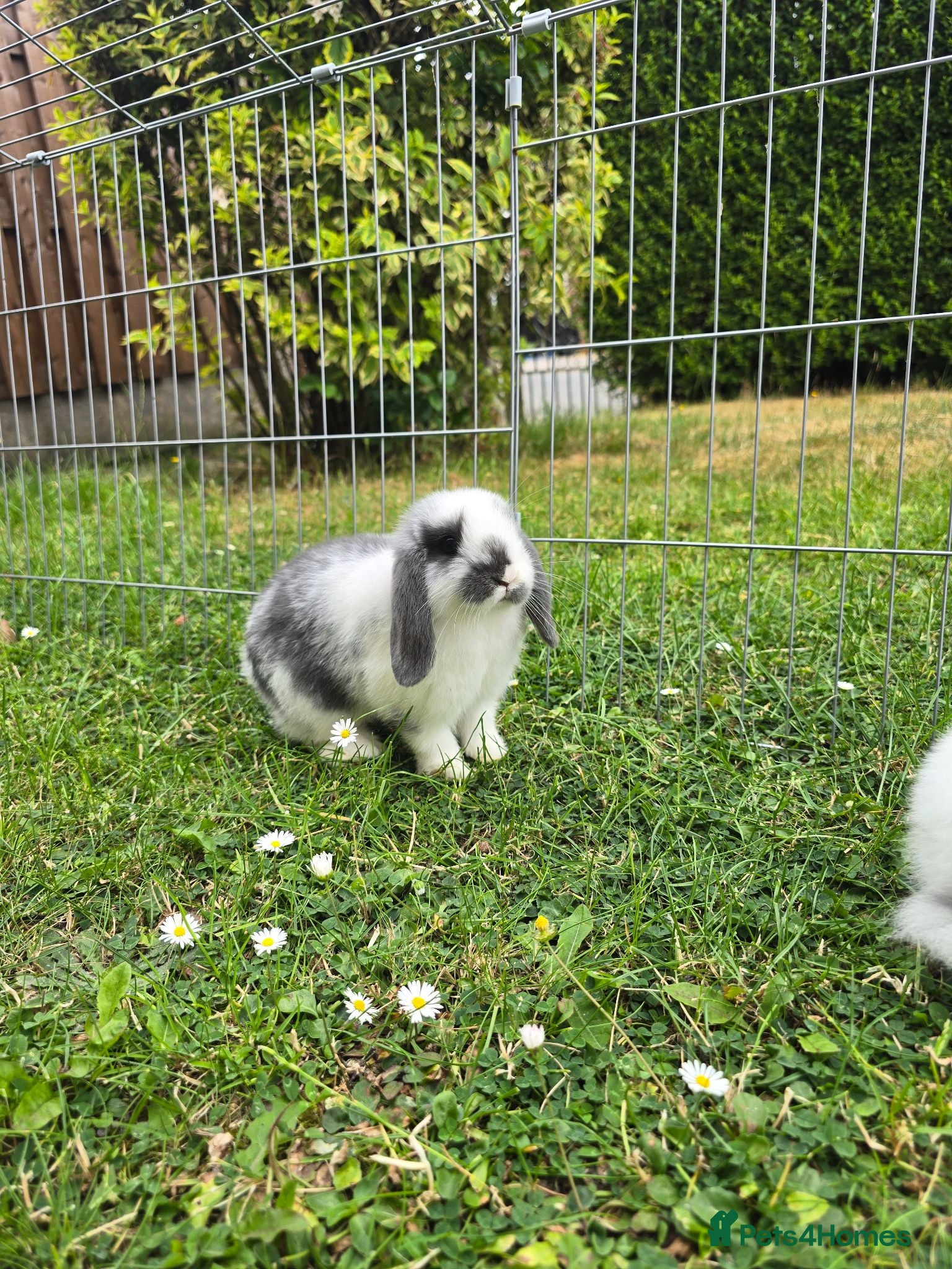 Mini Lop rabbits Mini Lops **2x boys left** - Advert 1